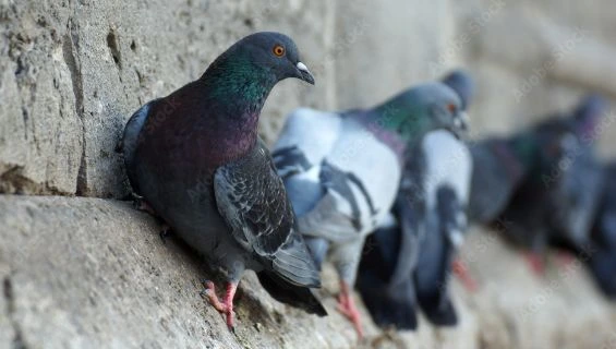 Piccioni