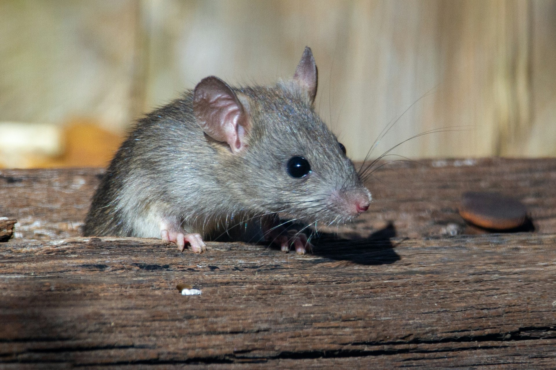 Ratti e topi in azienda: un pericolo per la salute, la reputazione e gli impianti aziendali