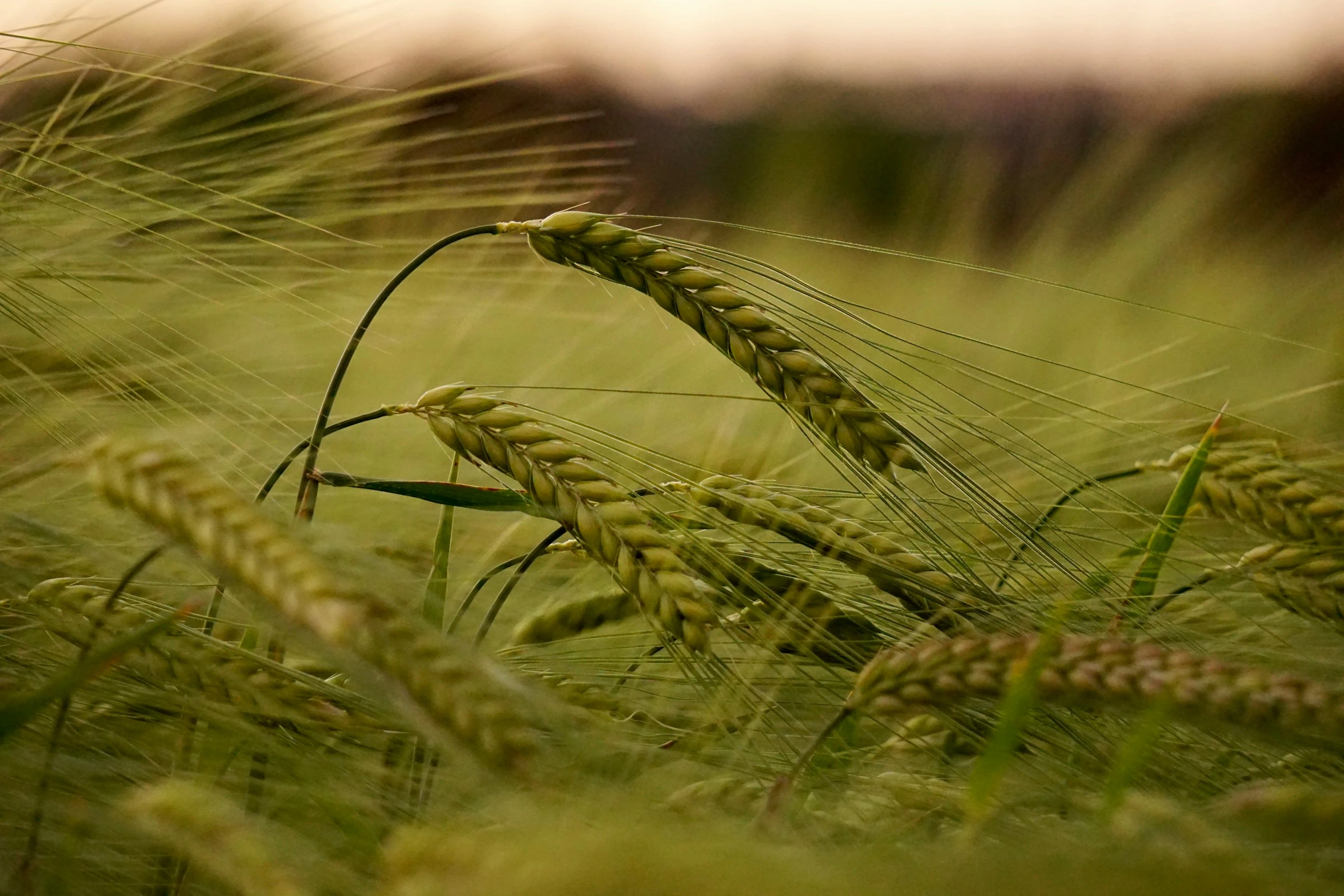 Infestazione nelle aziende agricole: impatti economici e ambientali