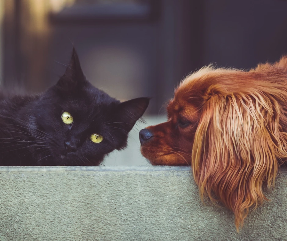Animali domestici, come tenerli al sicuro dagli infestanti