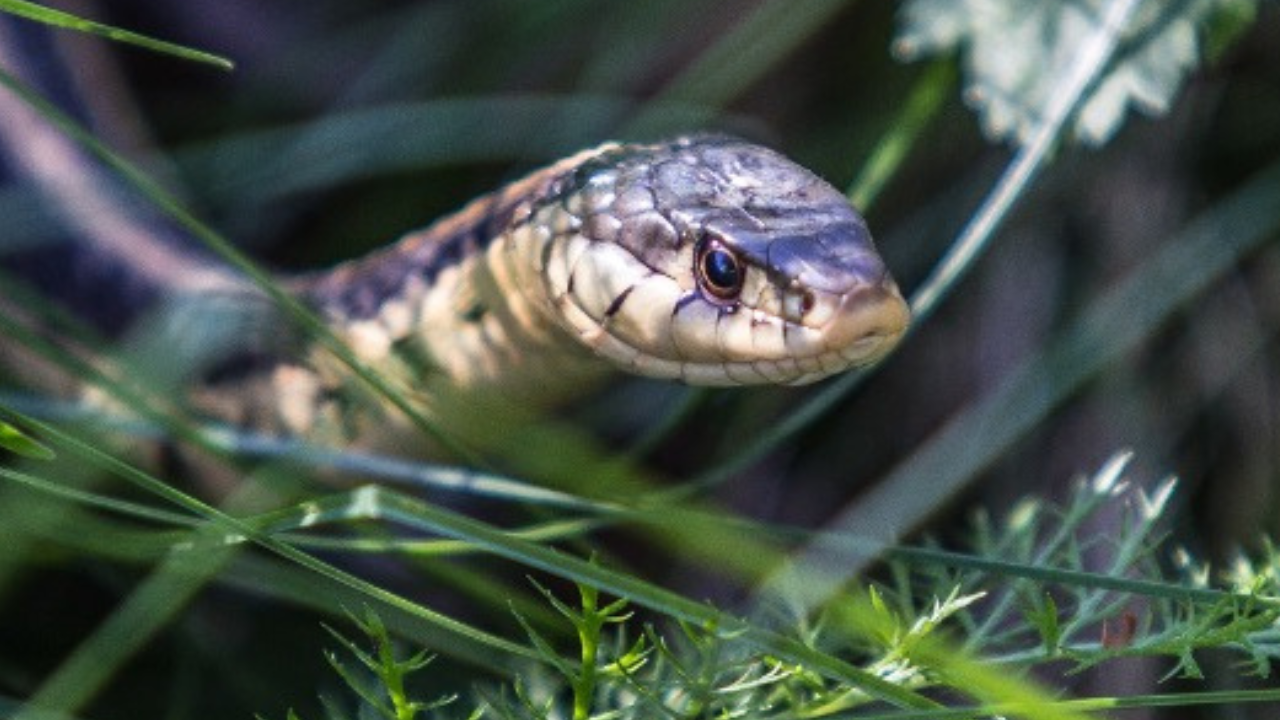 Allontanare bisce e serpenti, perchè la derattizzazione ti salverà