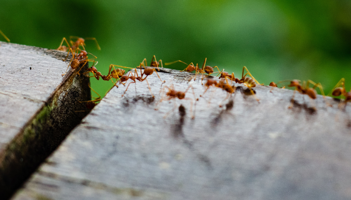Cambiamento climatico, le conseguenze sugli infestanti