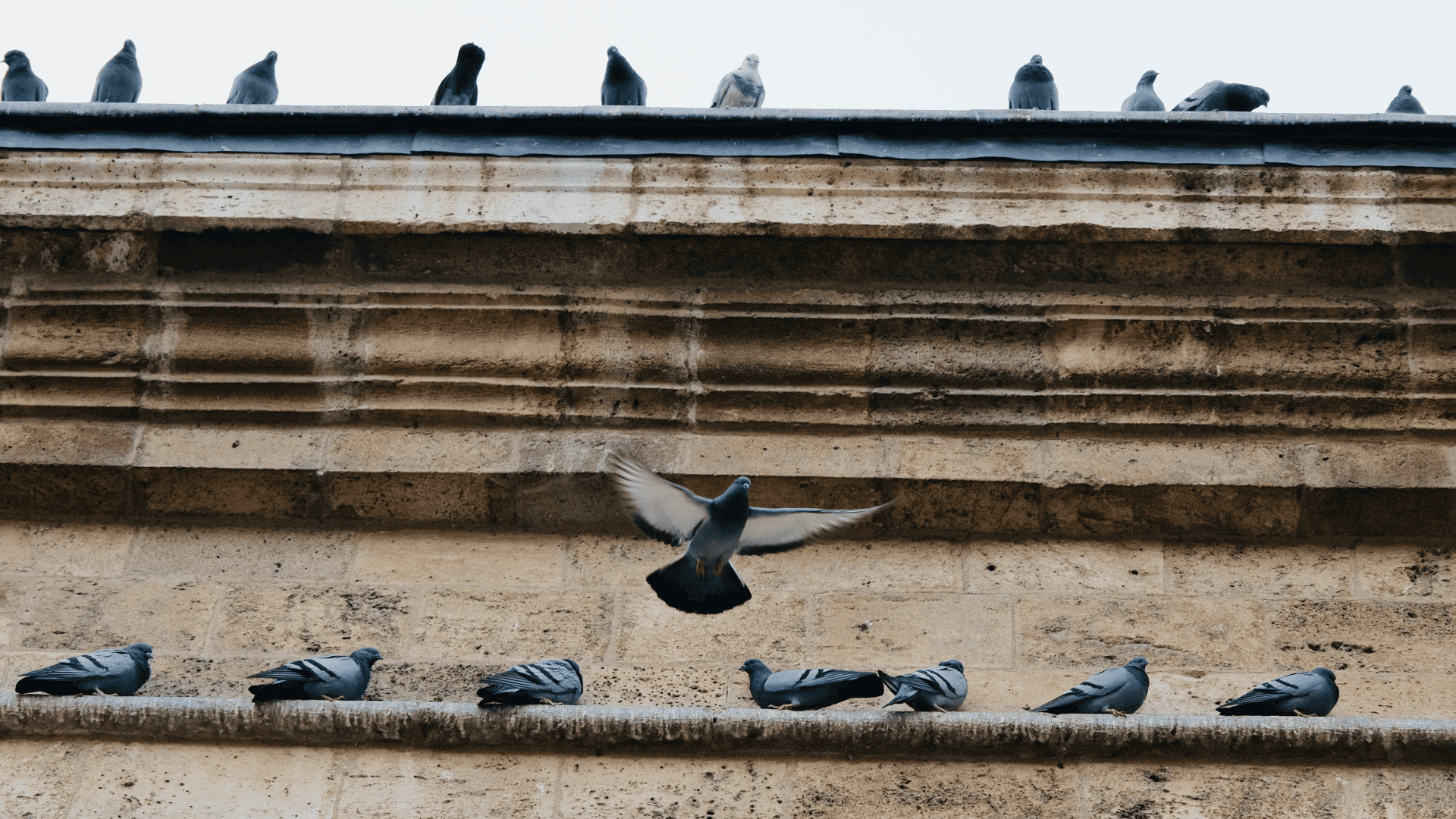 Allontanare piccioni e colombi, quali interventi?