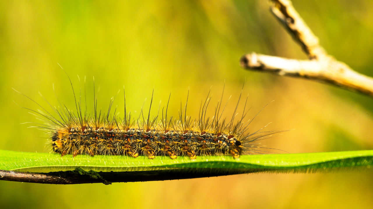 Processionaria del pino: un pericolo da prevenire e gestire
