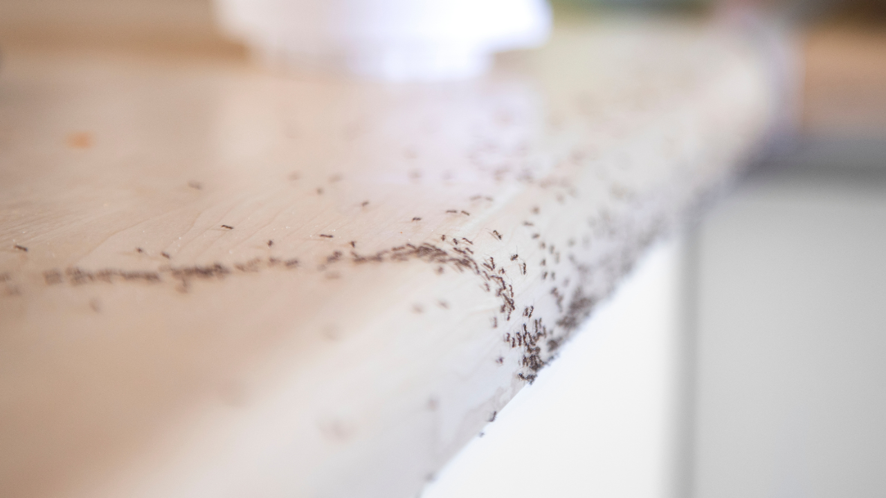 Le formiche tornano?