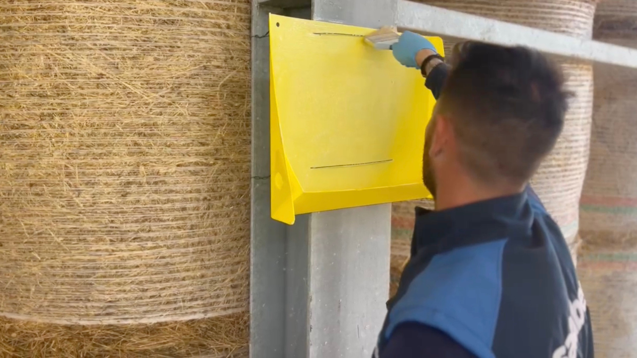 Pest control negli allevamenti, dalle cause al controllo