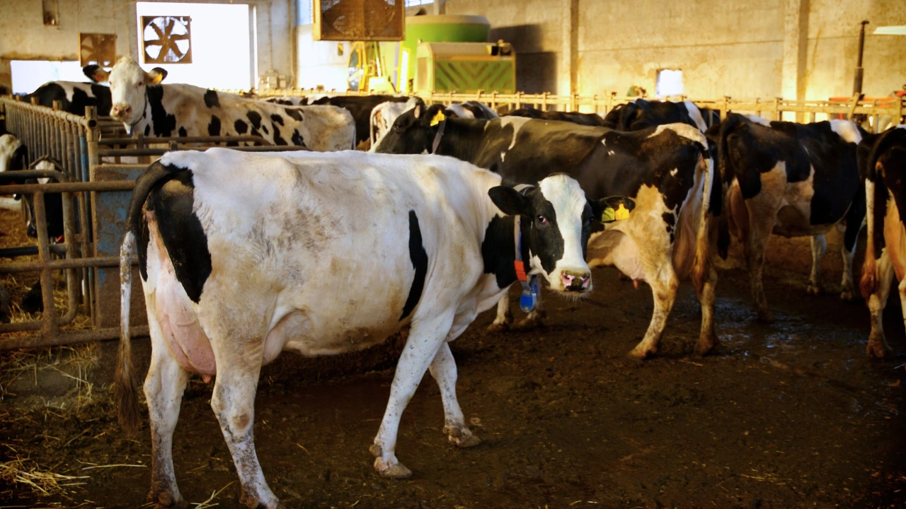 Allevamenti, l’importanza della prevenzione nella gestione operativa