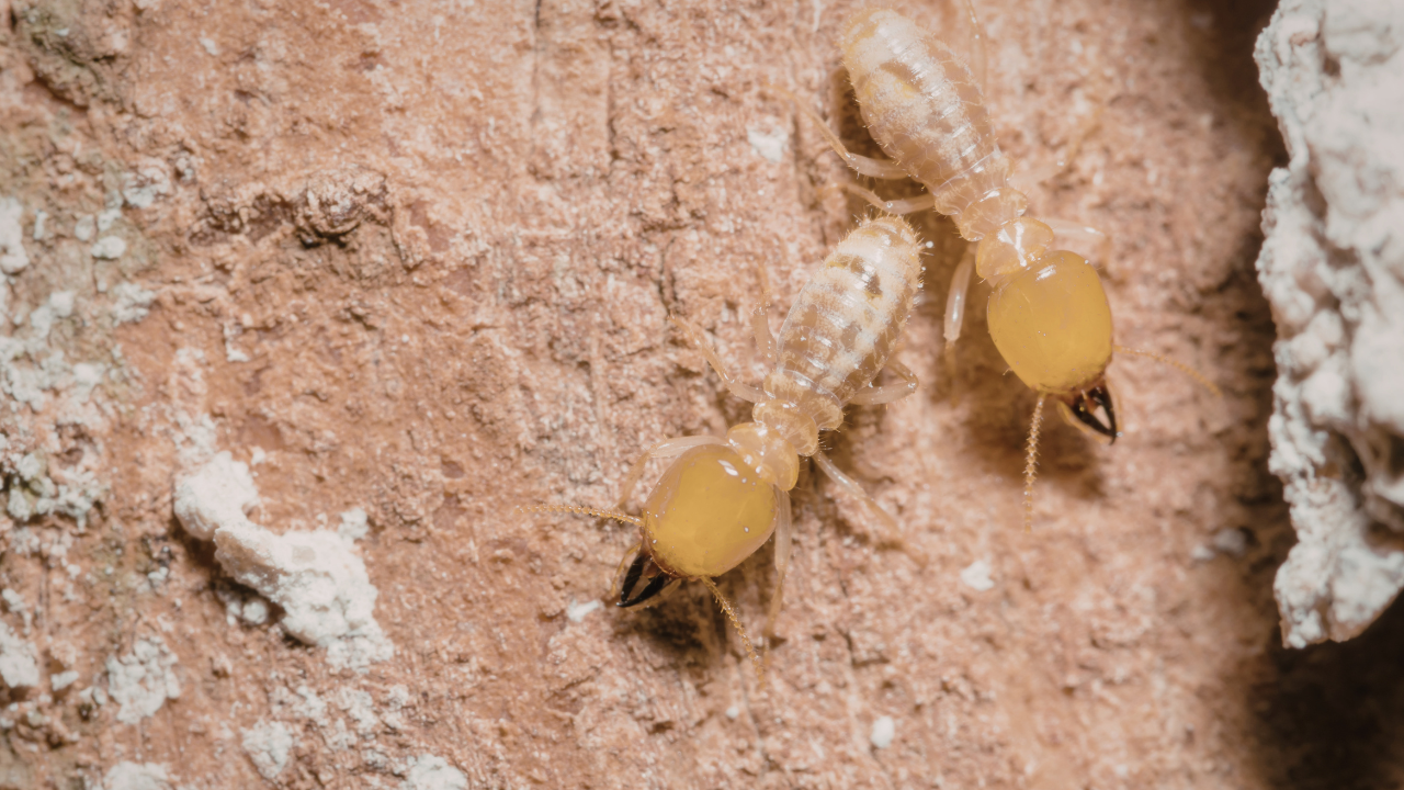 Formiche bianche nel legno?Attenzione alle termiti