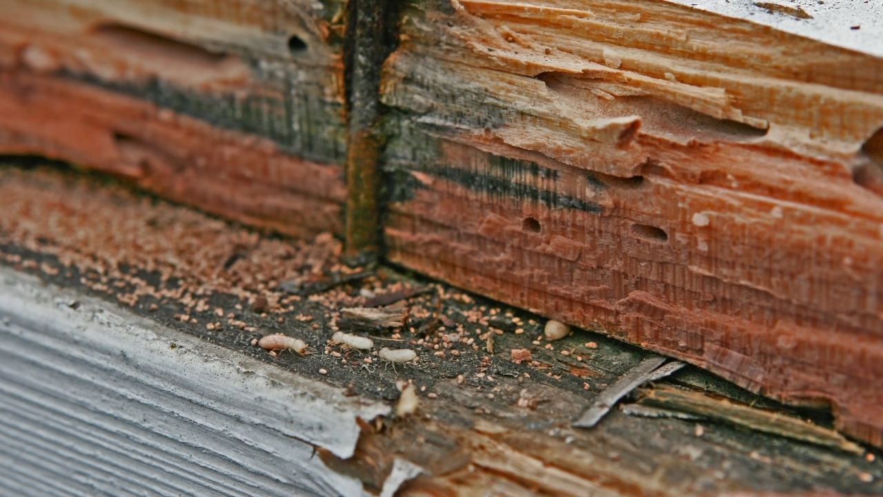 Termiti, perchè sono difficili da contrastare