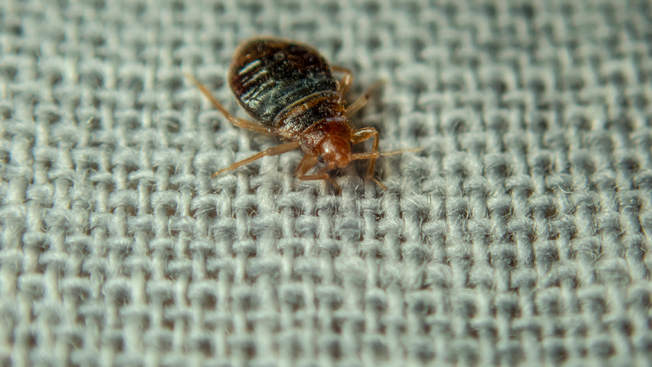 Come riconoscere se sono cimici dei letti?