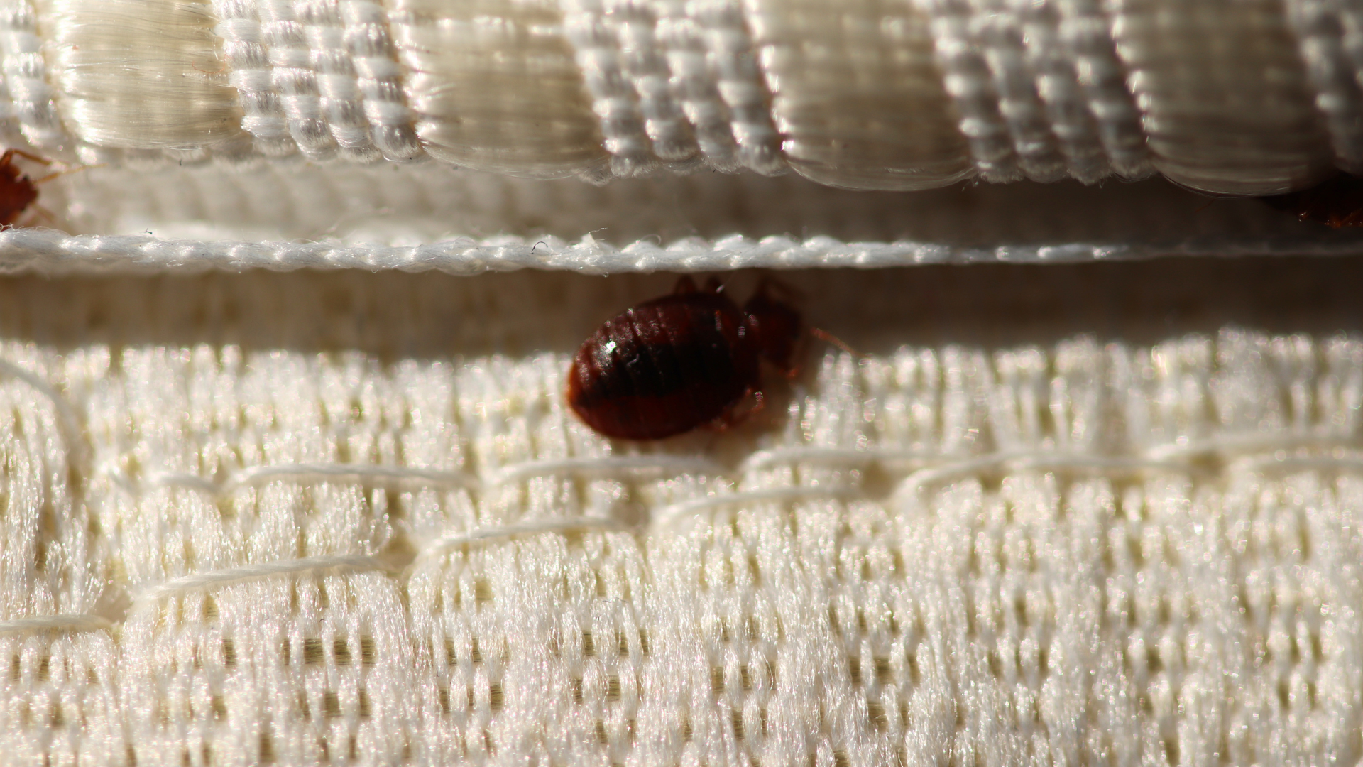 Infestazione di cimici dei letti, cosa sapere?