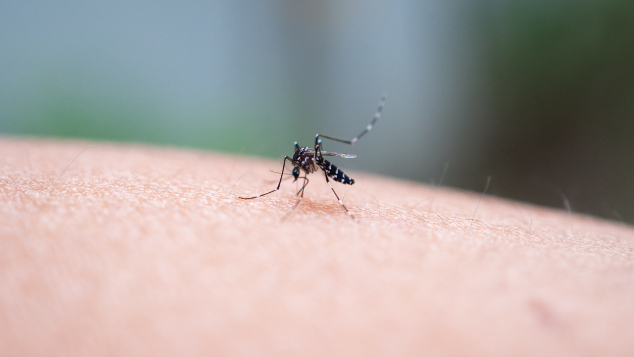 Perchè fare la disinfestazione dalle zanzare a inizio autunno?